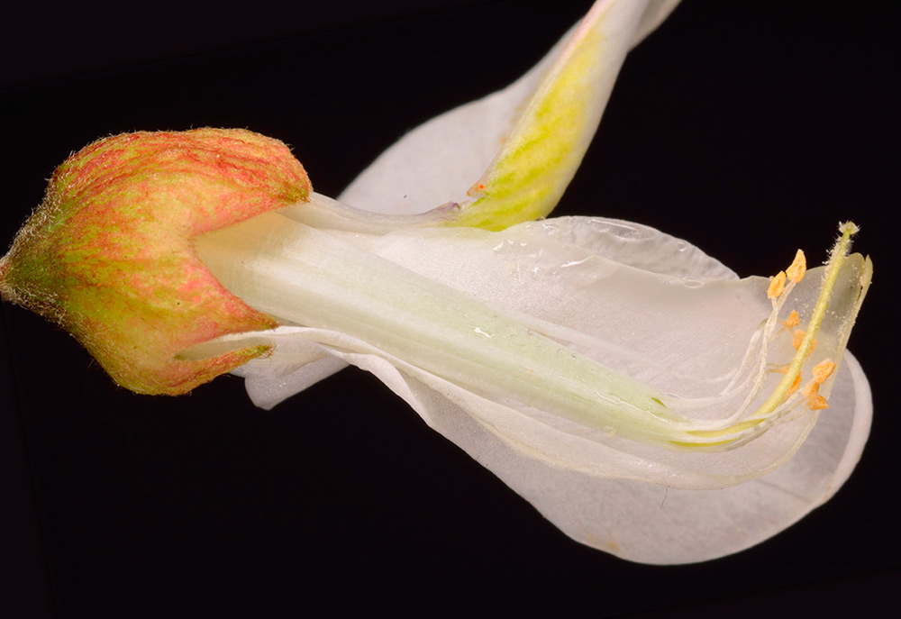 Disección de la flor.