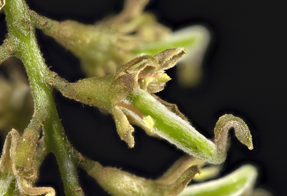 Detalle de una flor femenina.