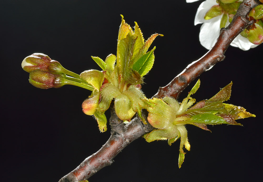 Brotes juveniles de hojas y flores