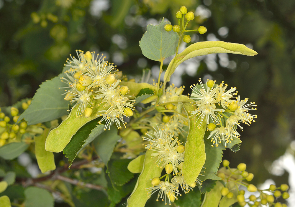 Inflorescencias.