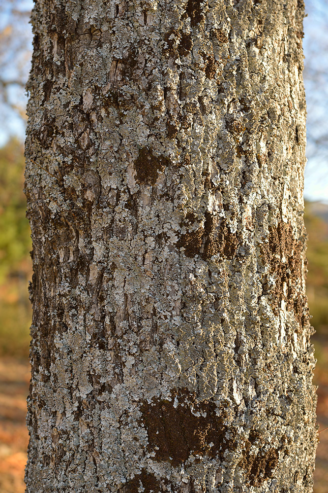 Detalle de la corteza