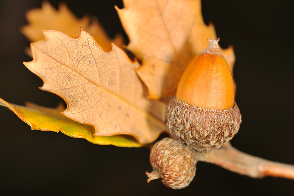 Hojas otoñales y fruto