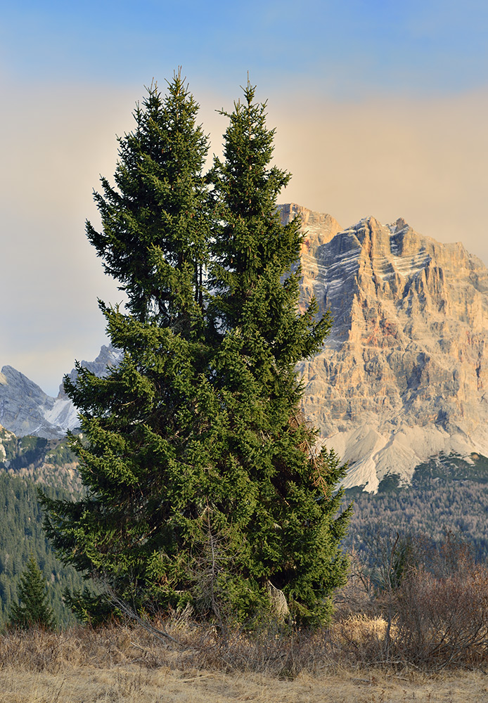 Ejemplares en su hábitat natural (Dolomitas, Italia)