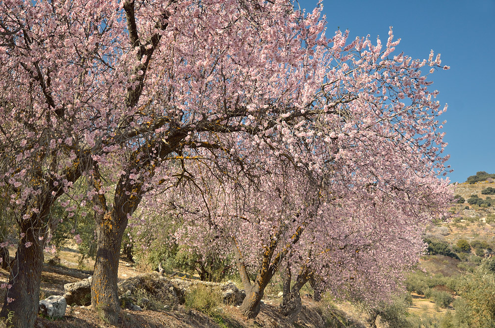 Formación de almendros en plena floración