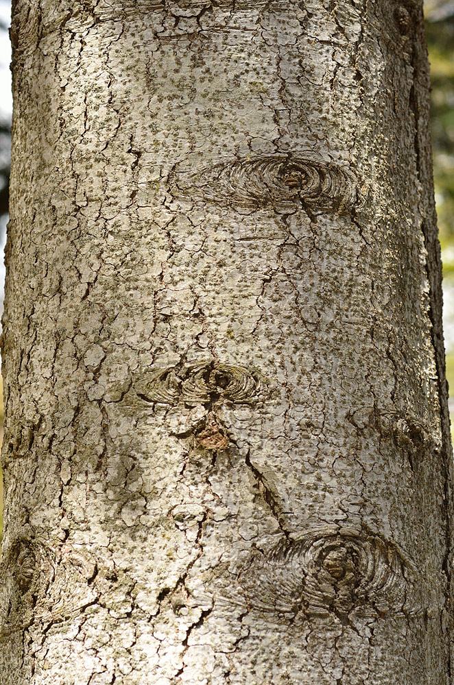 Detalle de la corteza del tronco