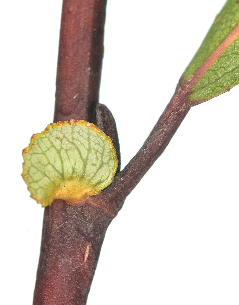 Estípulas