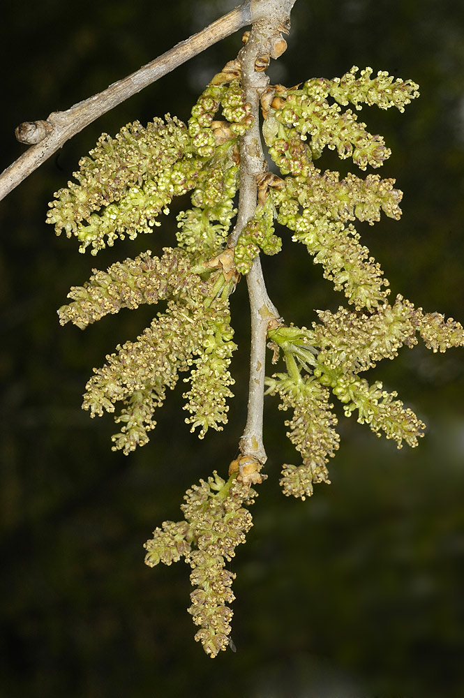 Inflorescencias de flores masculinas