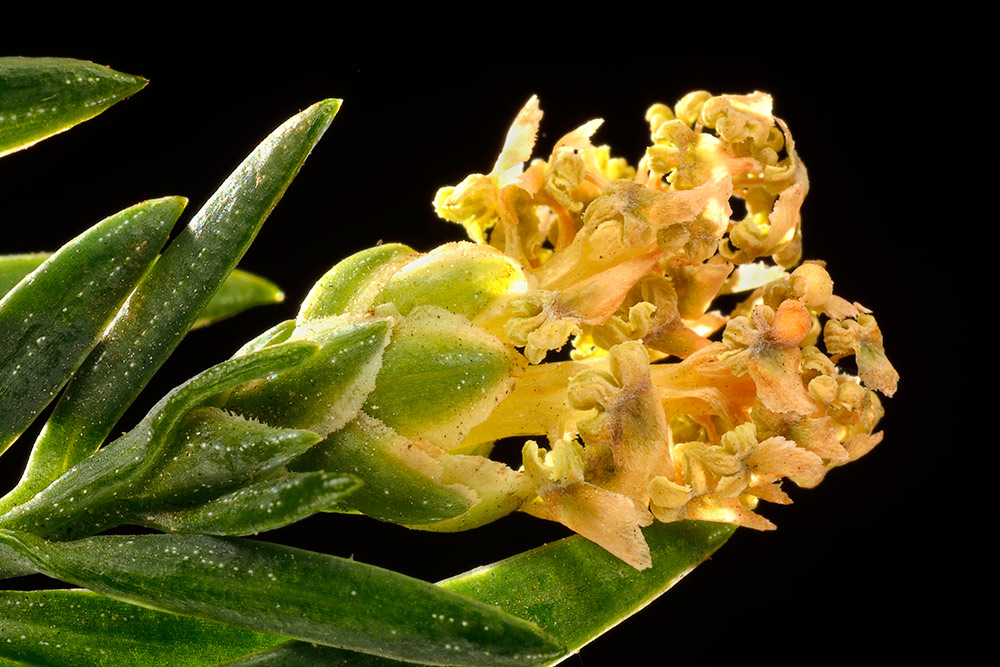 Flores masculinas.