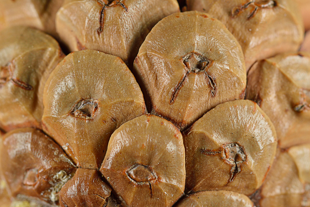 Apófisis de las escamas seminíferas de la piña