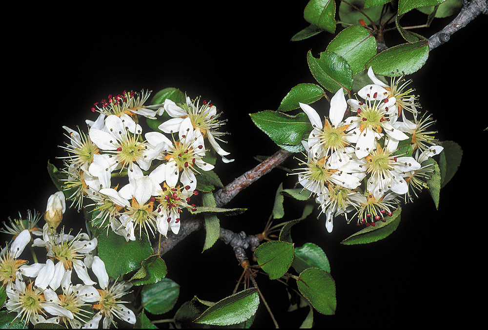 Pyrus bourgeana
