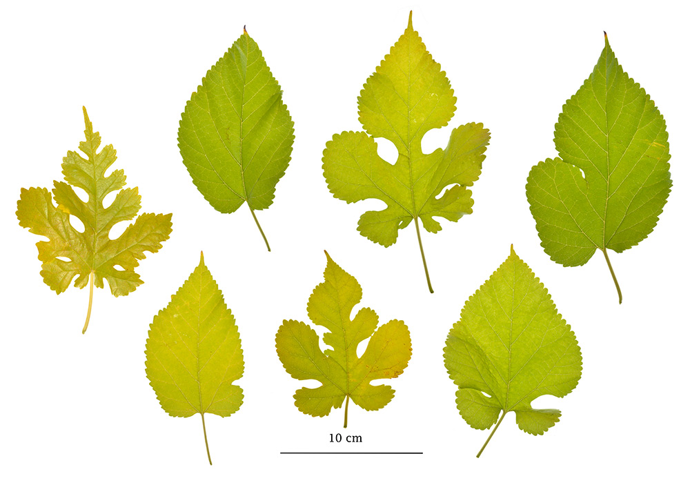 Variabilidad foliar de la especie.