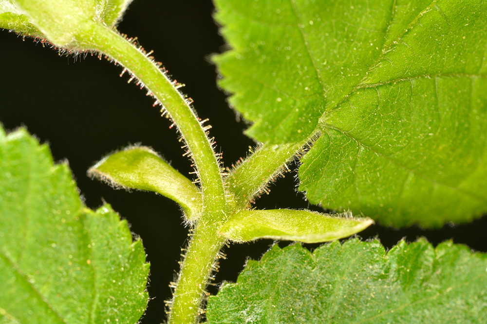 Estípulas, solo apreciables al comienzo de la primavera, y pubescencia glandular.