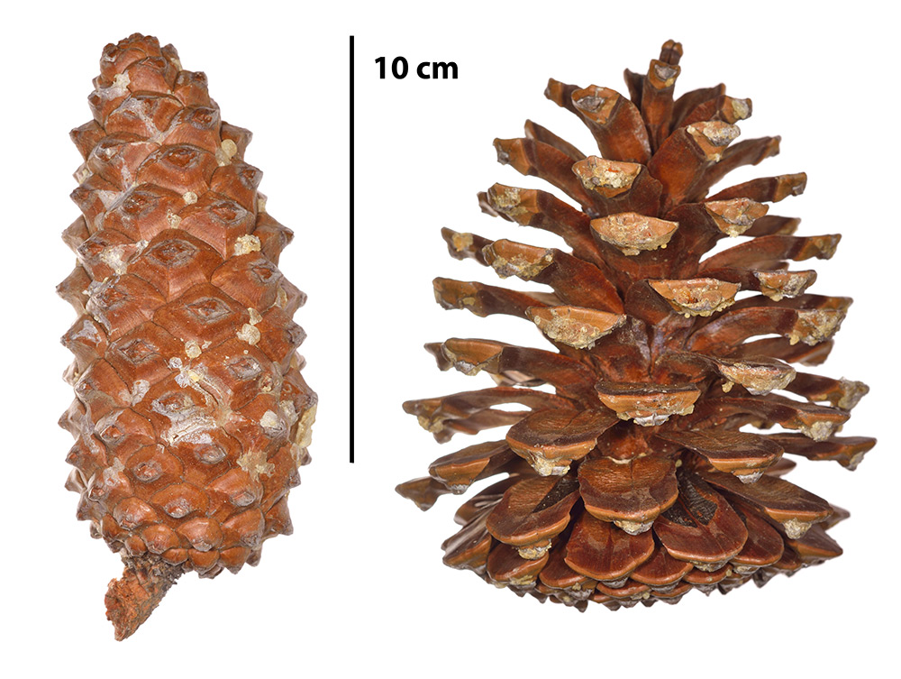 Piñas.
