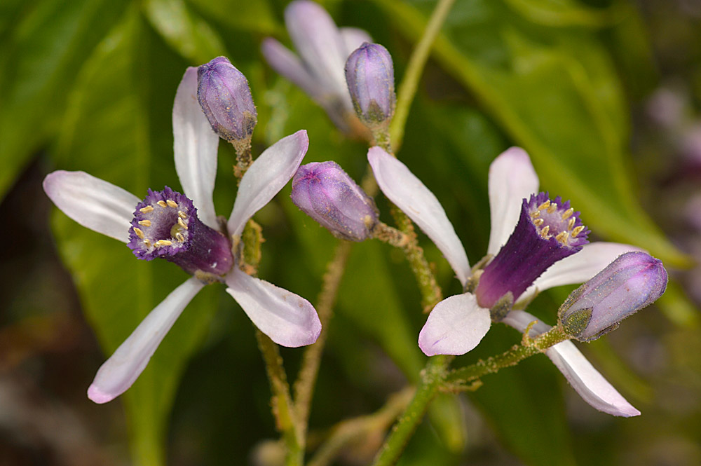 Inflorescencia