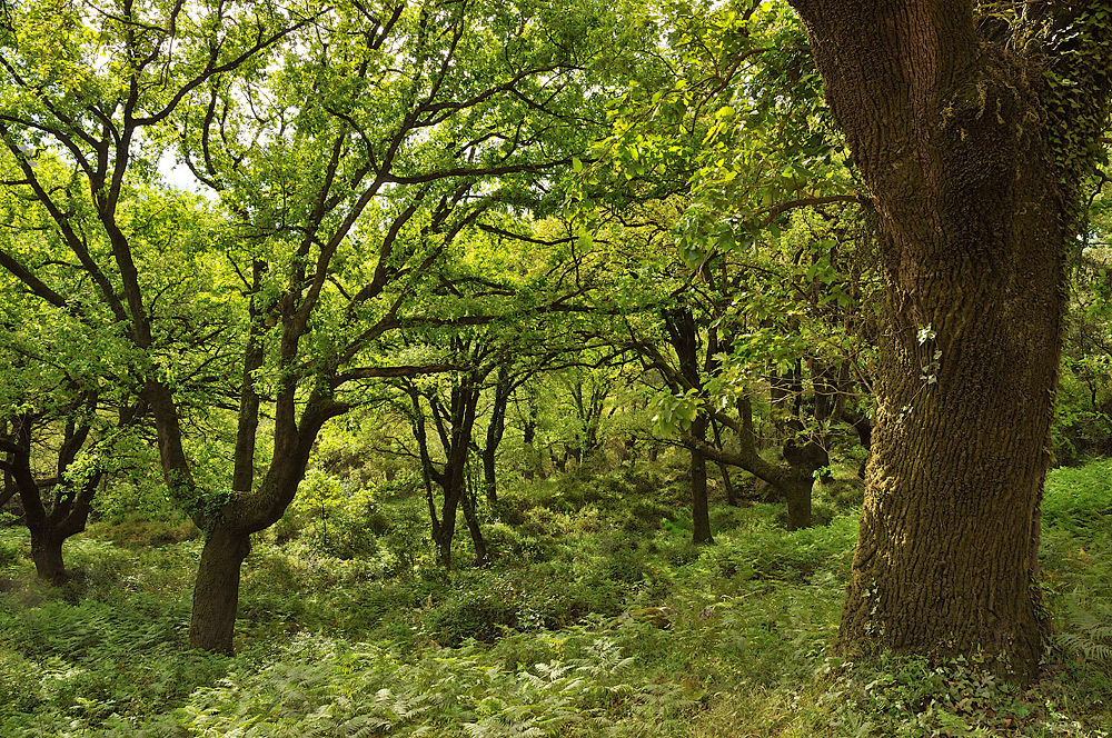 Formación de Quercus canariensis. Montes de Cádiz.