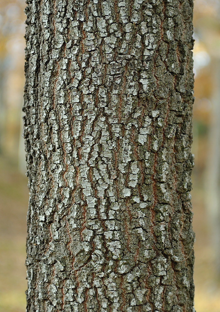 Detalle de la corteza