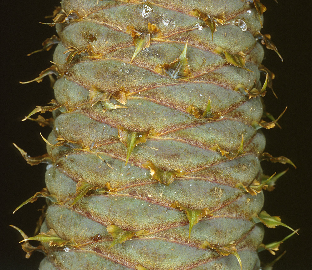 Escamas seminíferas y tectrices en la piña