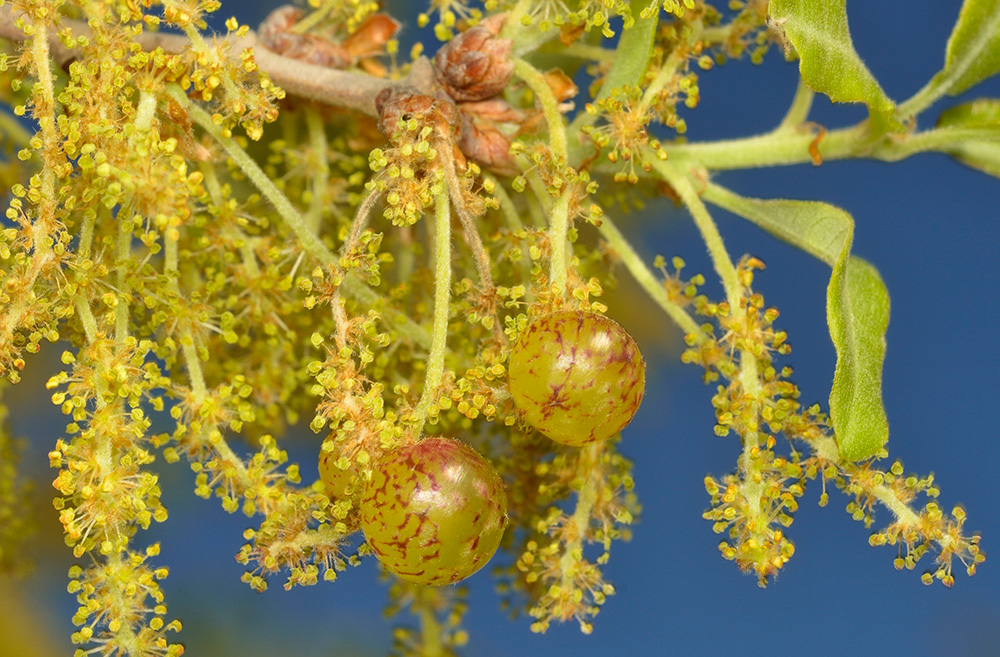 Amentos masculinos con agallas producidas por el Himenóptero Neuropterus quercusbaccarum