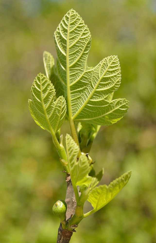 Ficus carica. Brote primavera e inicio de la floración.