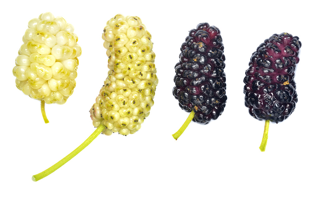 Frutos maduros de variada coloración.