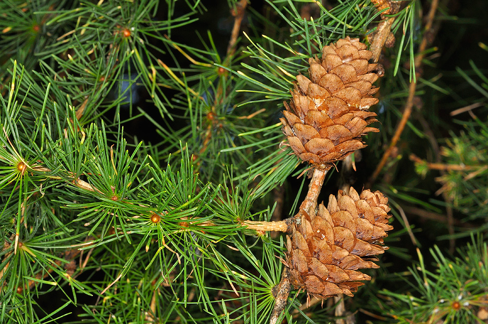 Larix decidua