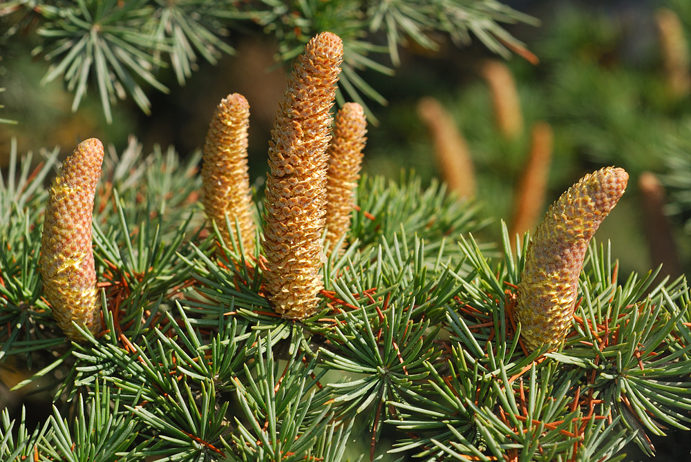 Cedrus atlantica. Conos masculinos.