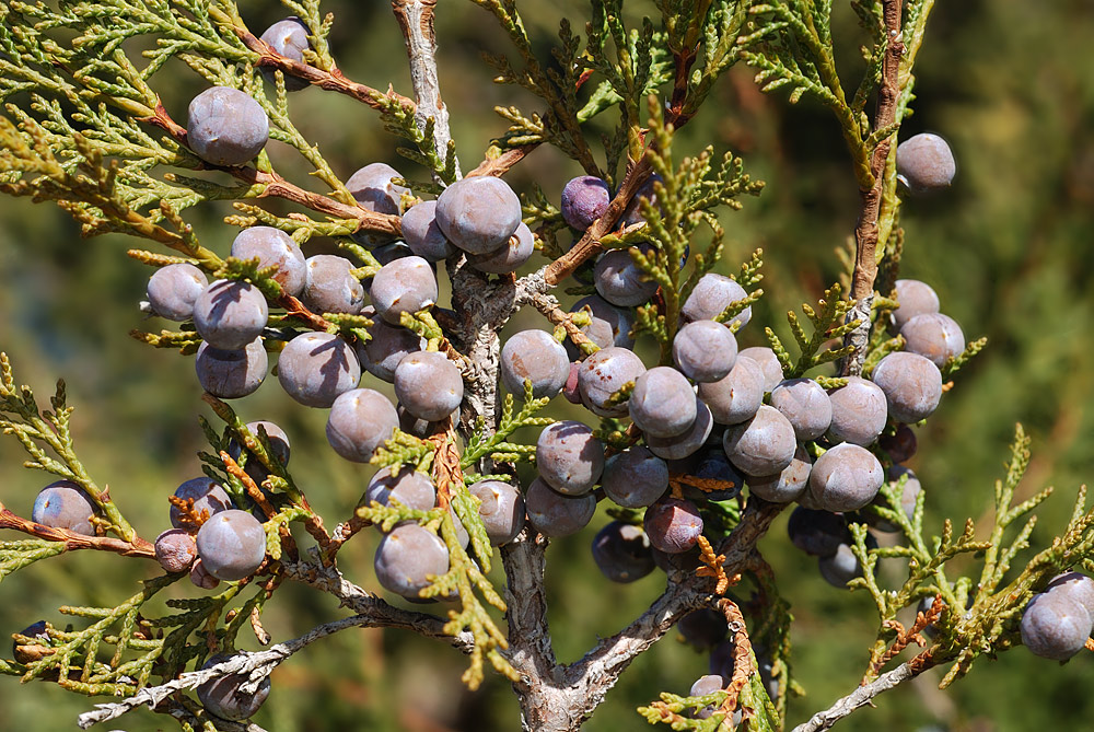 Arcéstides (gálbulos carnosos) azulados