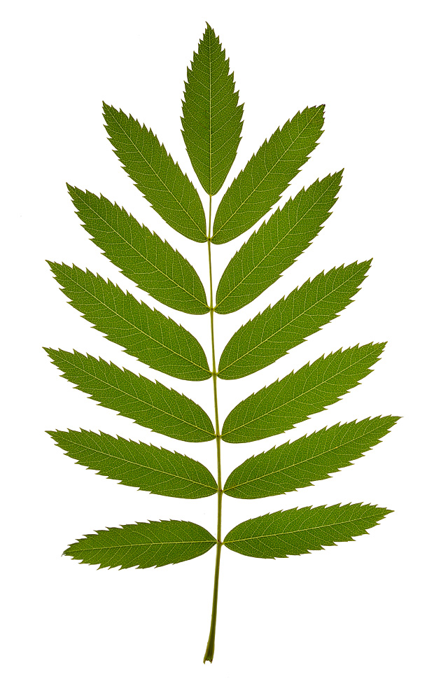 Hoja.