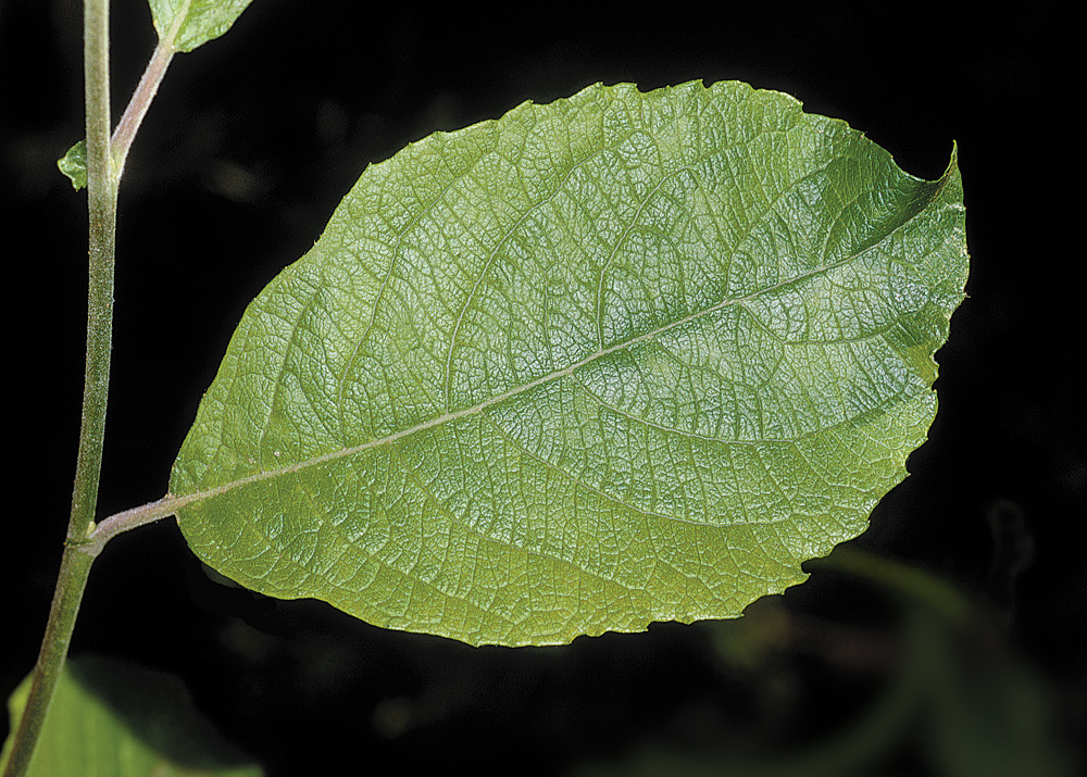 Hoja.