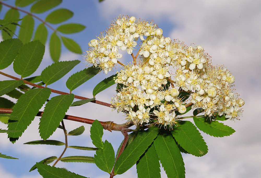 Inflorescencia