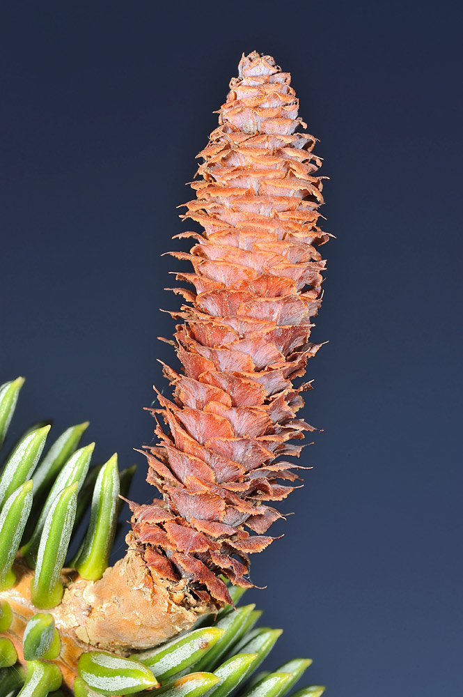 Piña iniciando en desarrollo.
