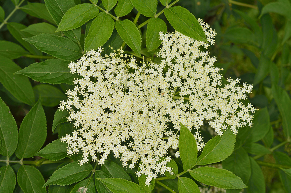 Inflorescencia.