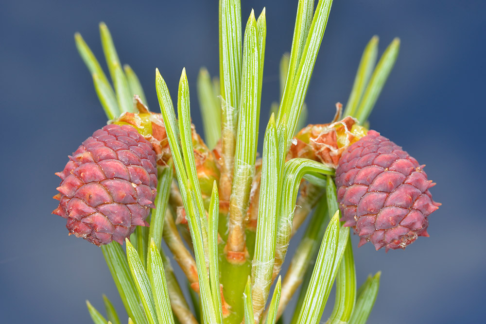 Inflorescencias (conos o estróbilos) femeninas.