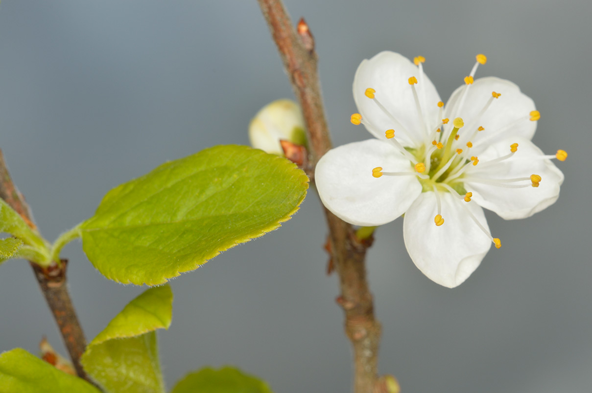 Flor y hoja.