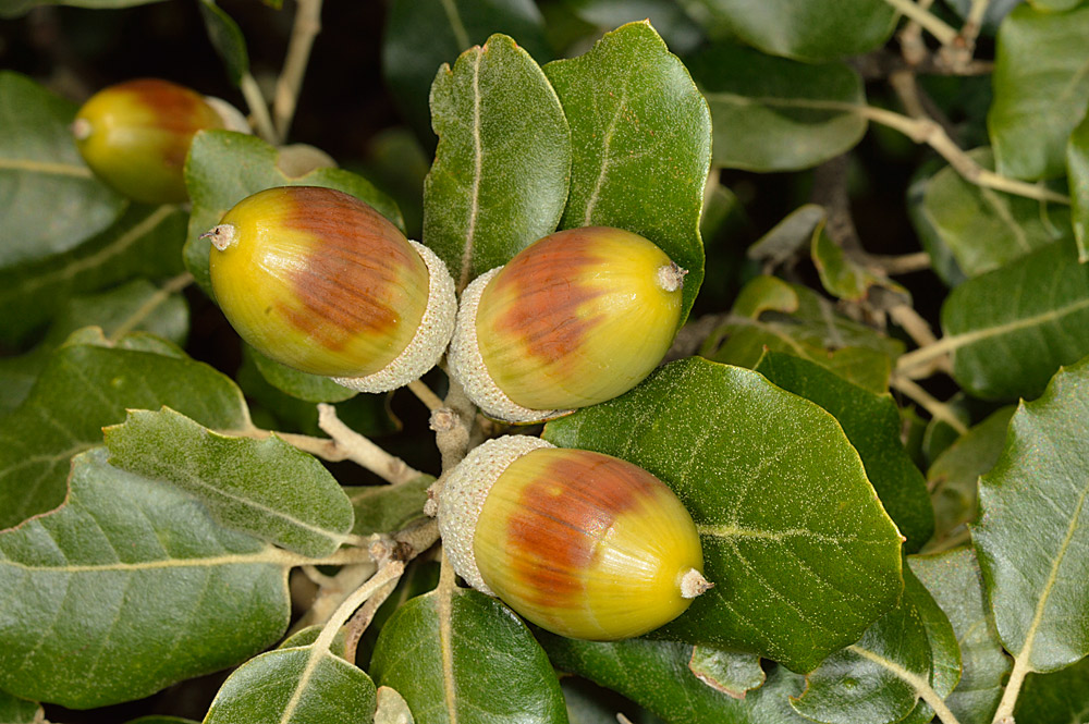 Bellotas