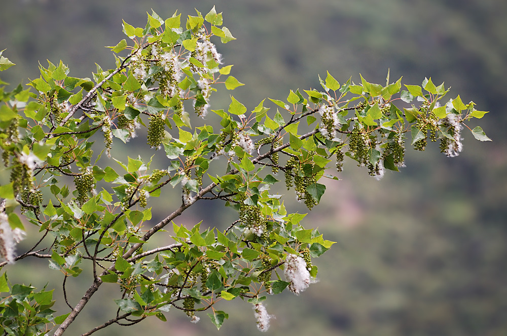 Frutos maduros con semillas provistas de pelos blanquecinos
