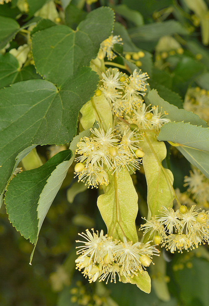 Inflorescencias.