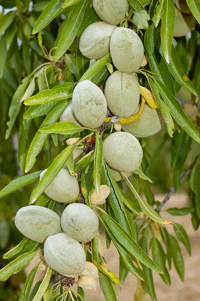 Rama con hojas lanceoladas y frutos