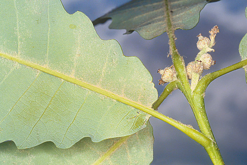 Detalle del envés de la hoja