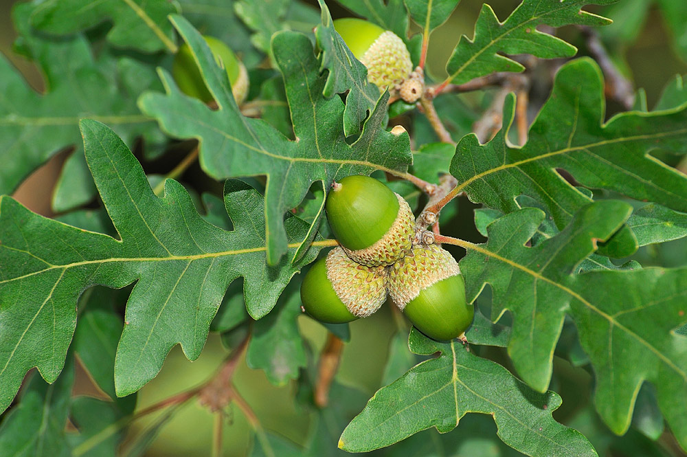 Aspecto del haz de la hoja y frutos (bellotas)