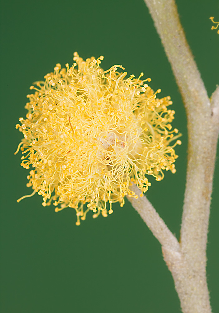 Inflorescencia globosa en la que destacan los estambres