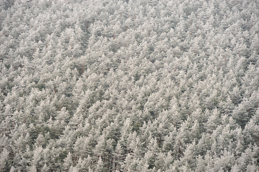 Aspecto invernal de un pinar de pino silvestre