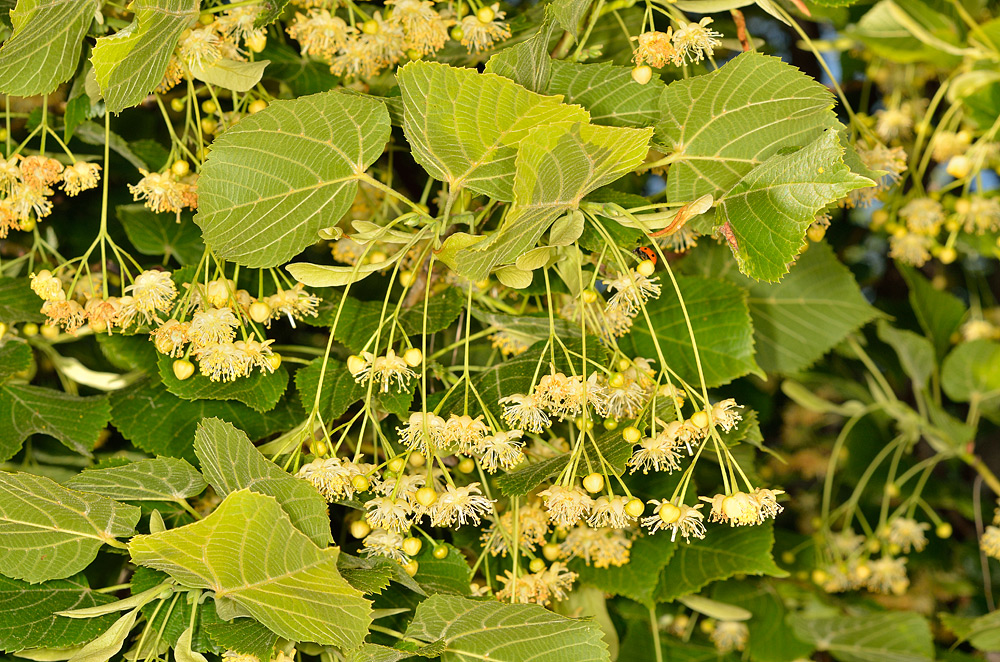 Follaje e inflorescencias.