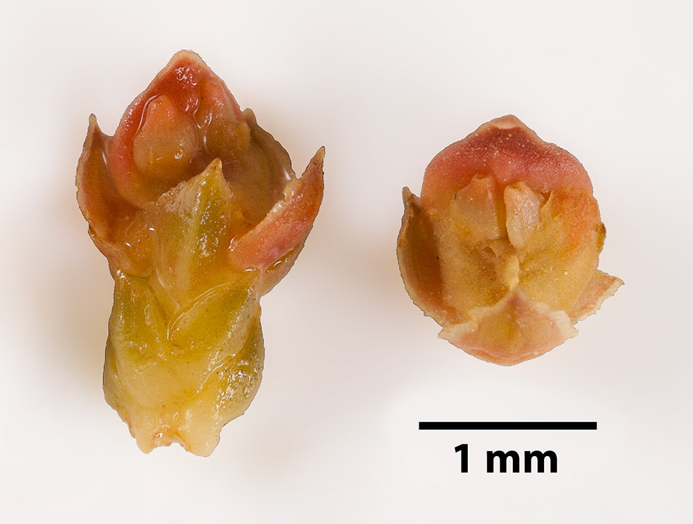 Inflorescencias femeninas diseccionadas. En su interior se aprecian dos primordios seminales en cada una.