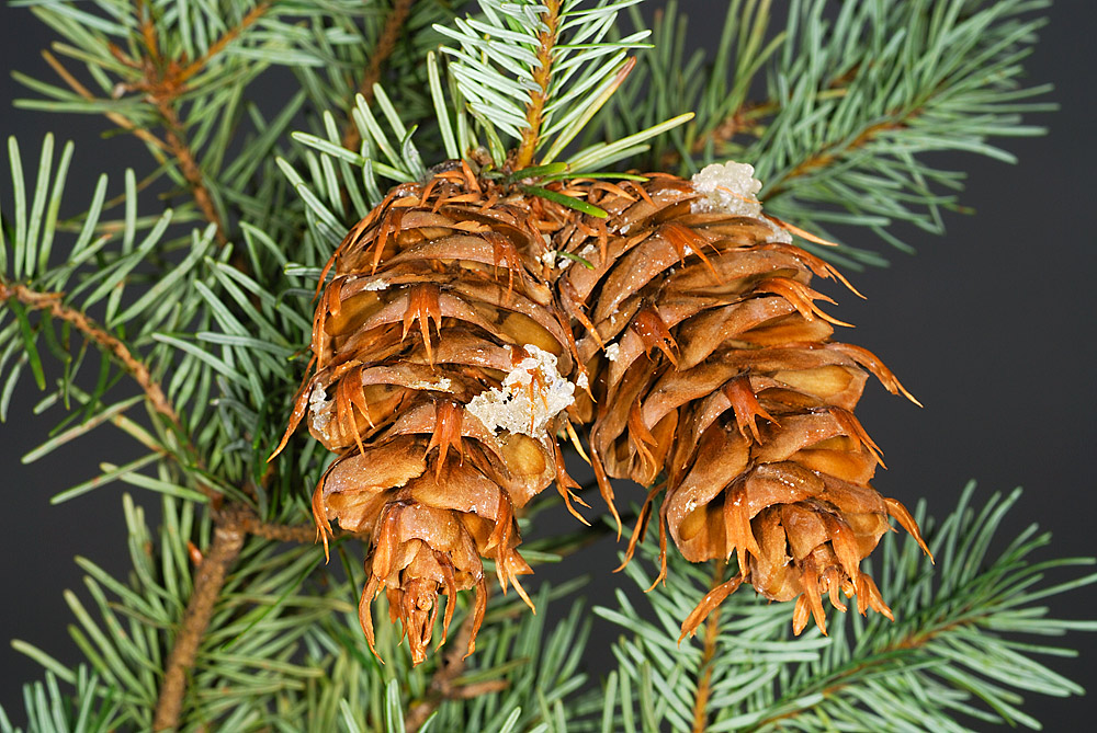 Piñas