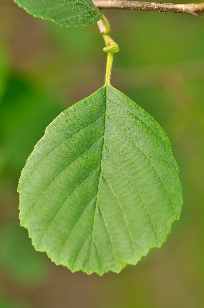 Hoja