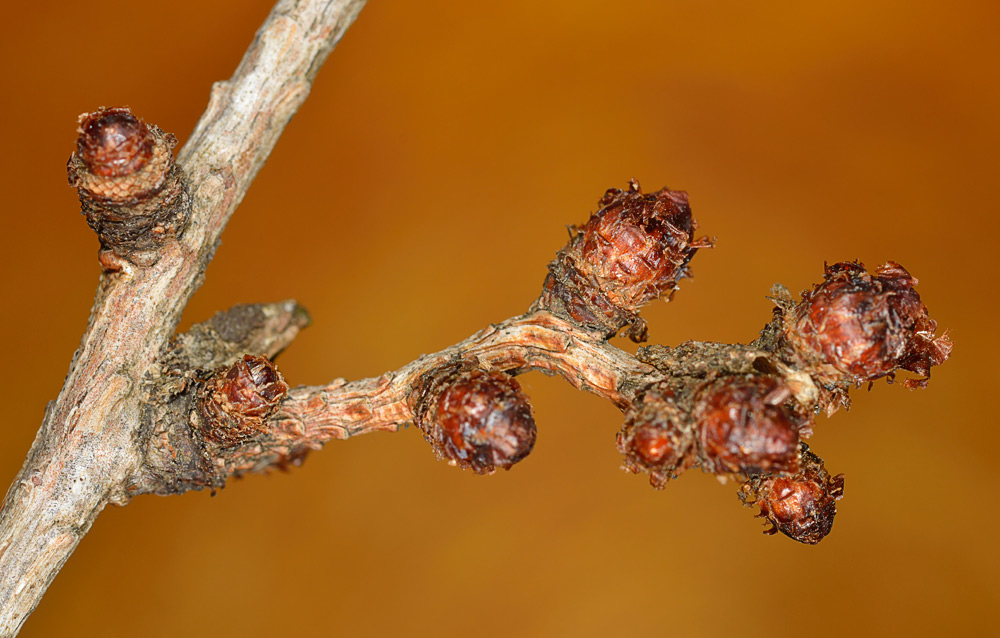 Larix. Mesoblastos sin hojas