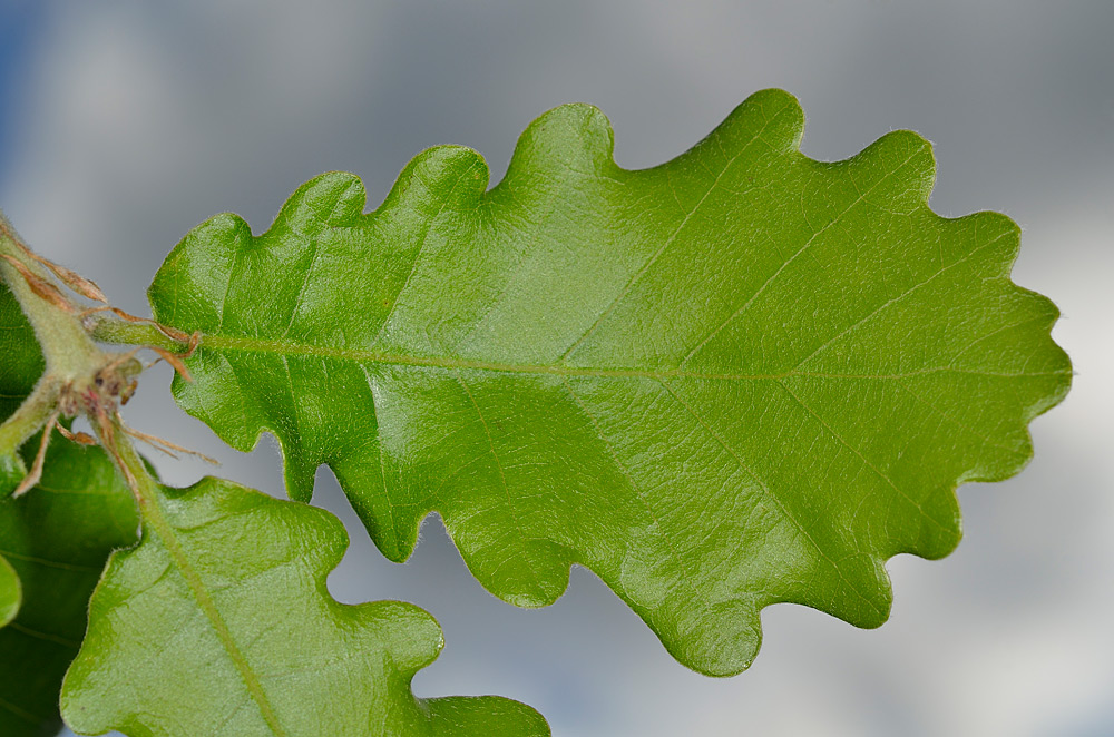 Detalle del haz y del margen de la hoja