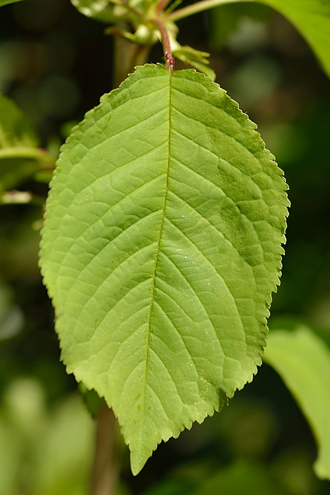 Hoja de margen aserrado, con dos glándulas rojizas en el pecíolo