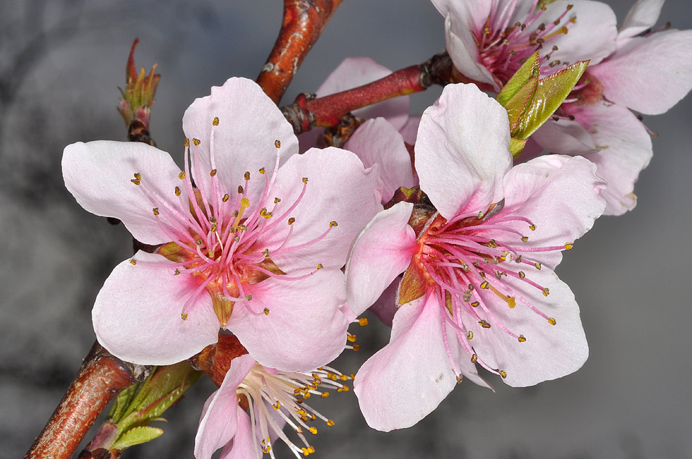 Detalle de las flores